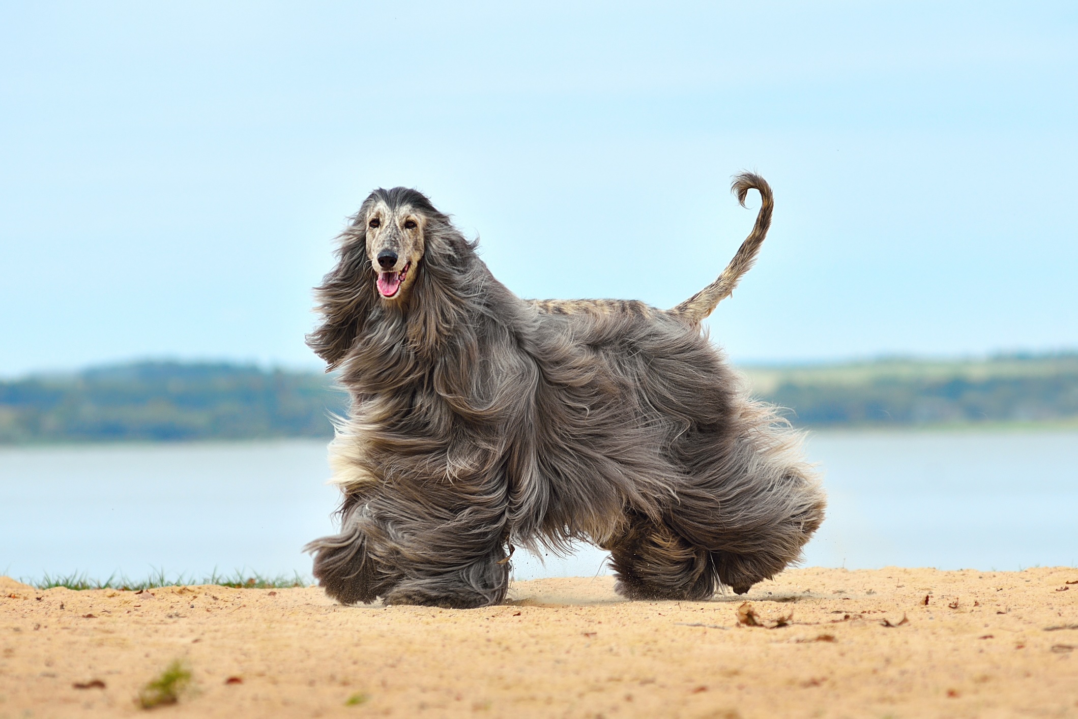 Afghan Hound