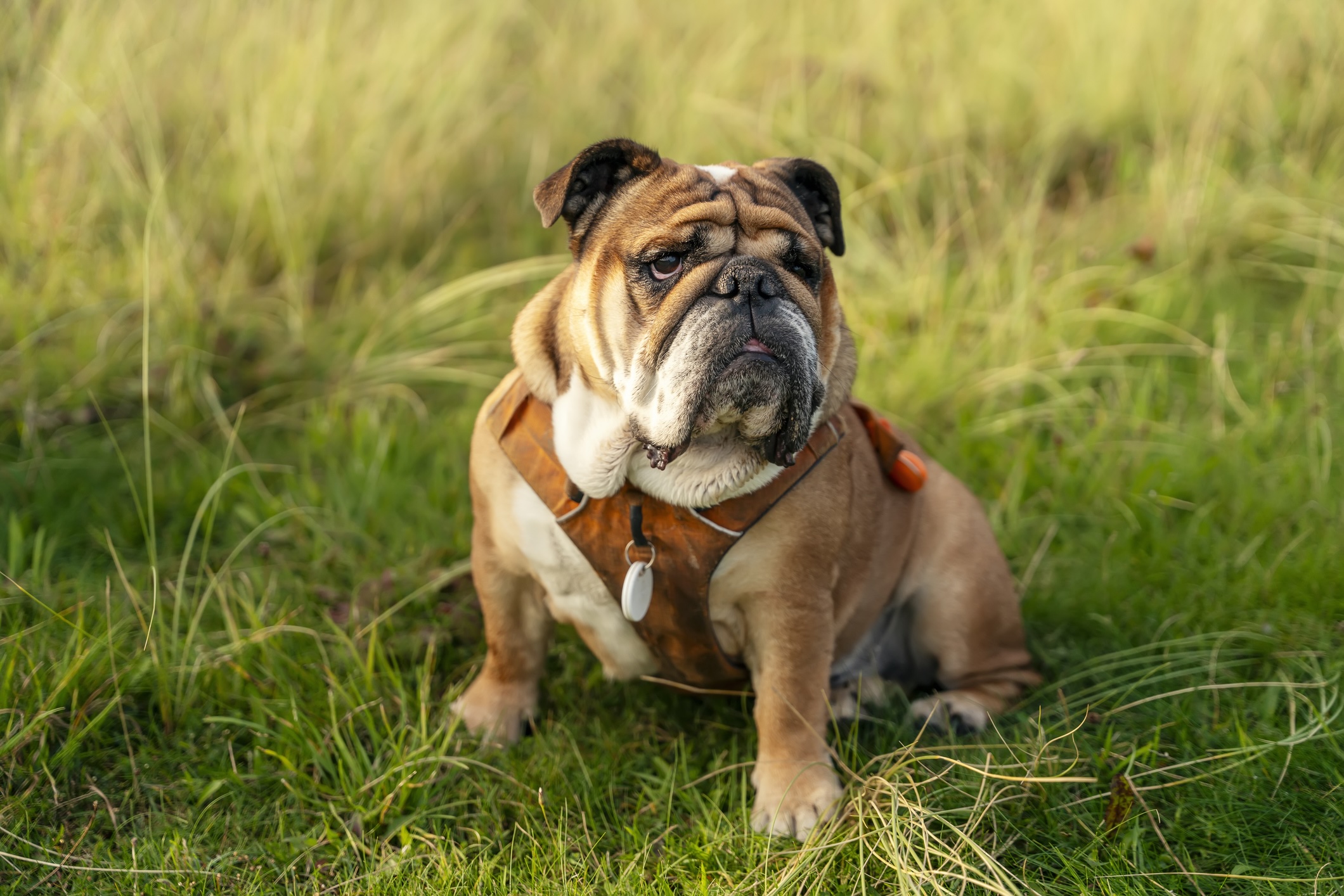 English Bulldog