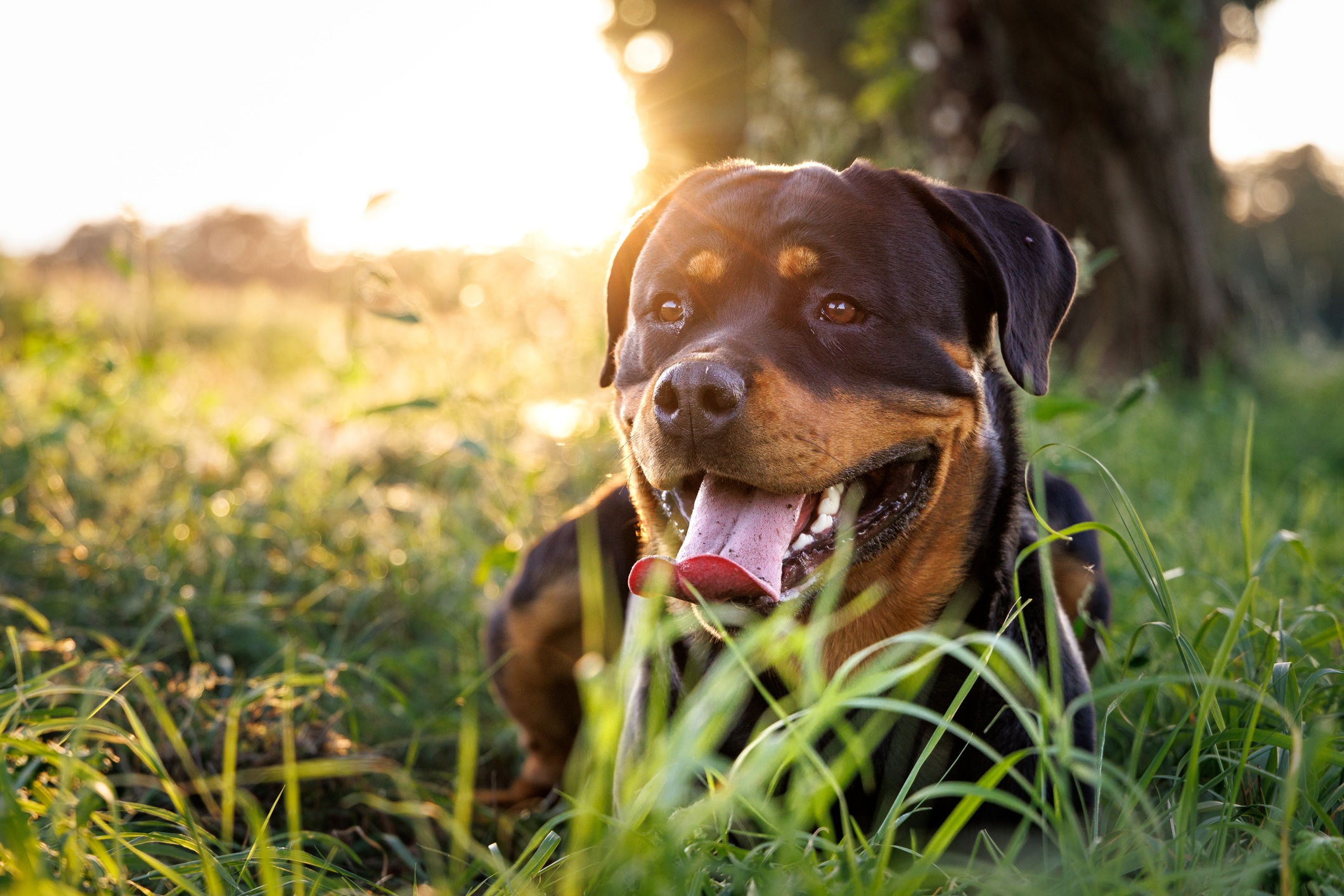 Rottweiler