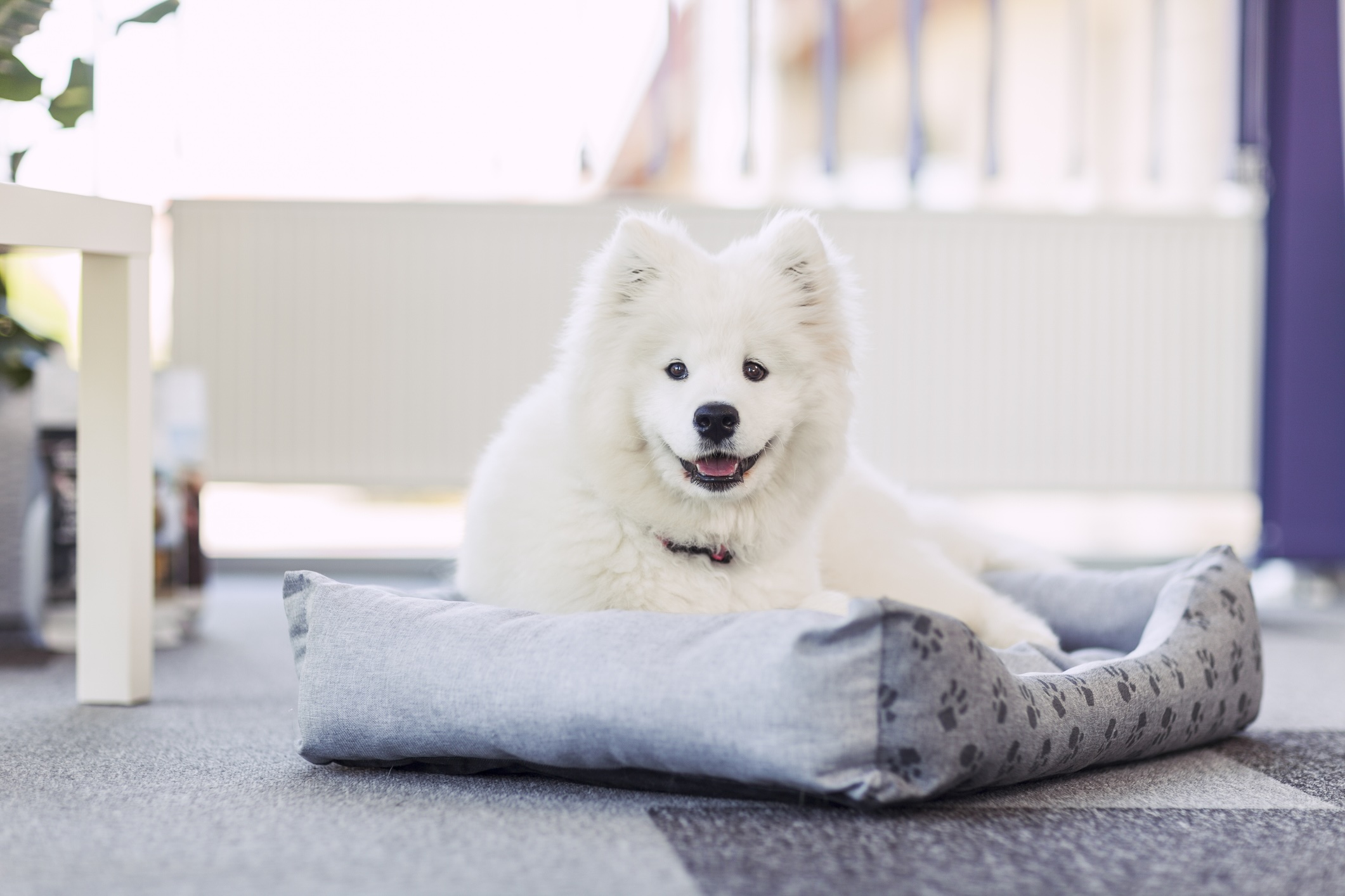 Samoyed