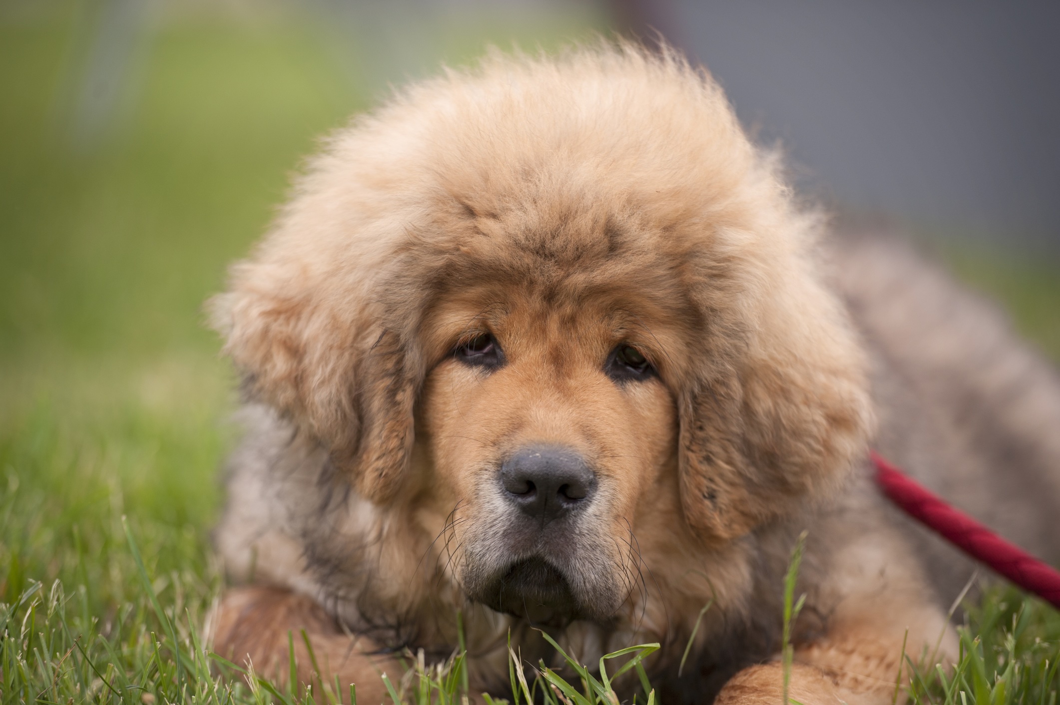 Tibetan Mastiff